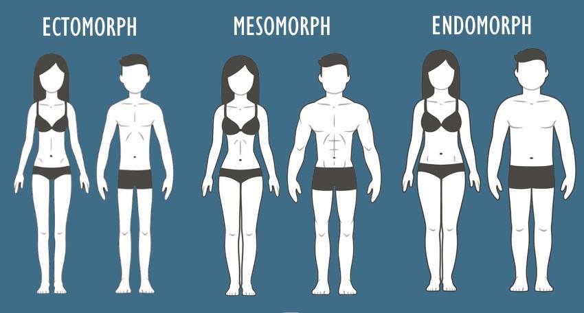 Body Types: Are You an Ectomorph, Mesomorph, or Endomorph?